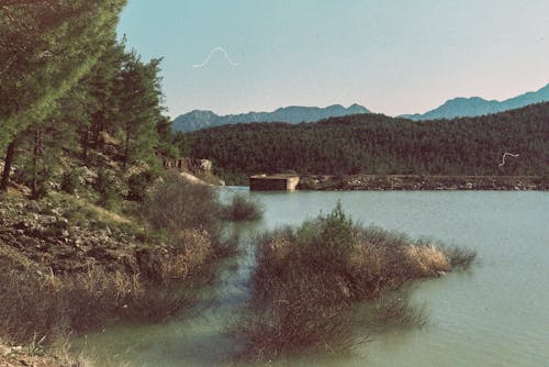 คลังภาพถ่ายฟรี ของ ต้นไม้, ทะเลสาบ, ทะเลสาป
