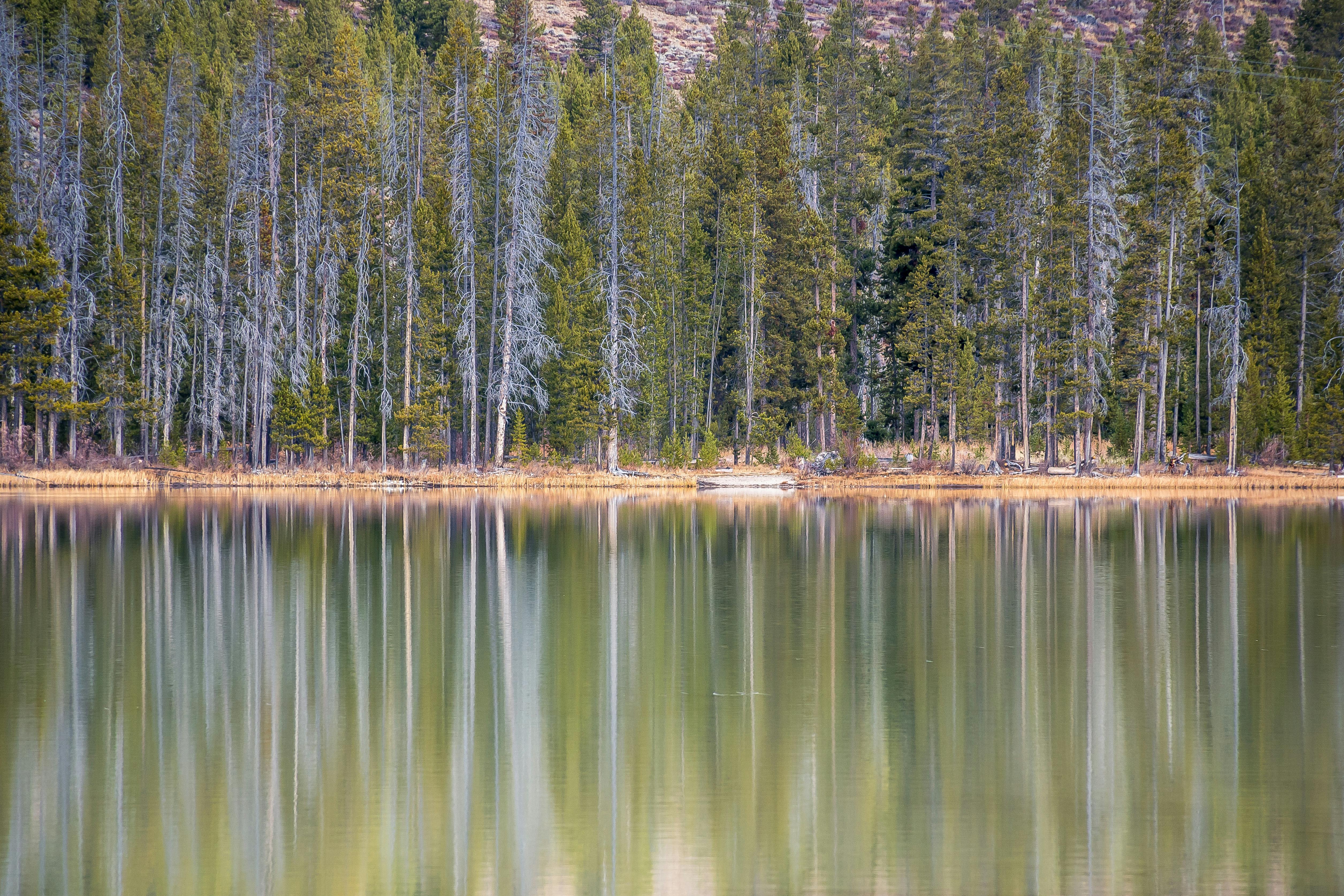 爱达荷州斯坦利的平静湖泊倒映着茂密的松树林，尽显大自然的宁静