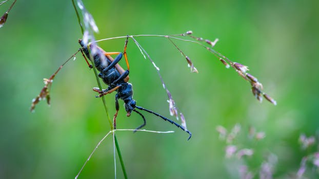这张在自然环境中拍摄的草地甲虫宏观特写，清晰地展现了其复杂的身体特征