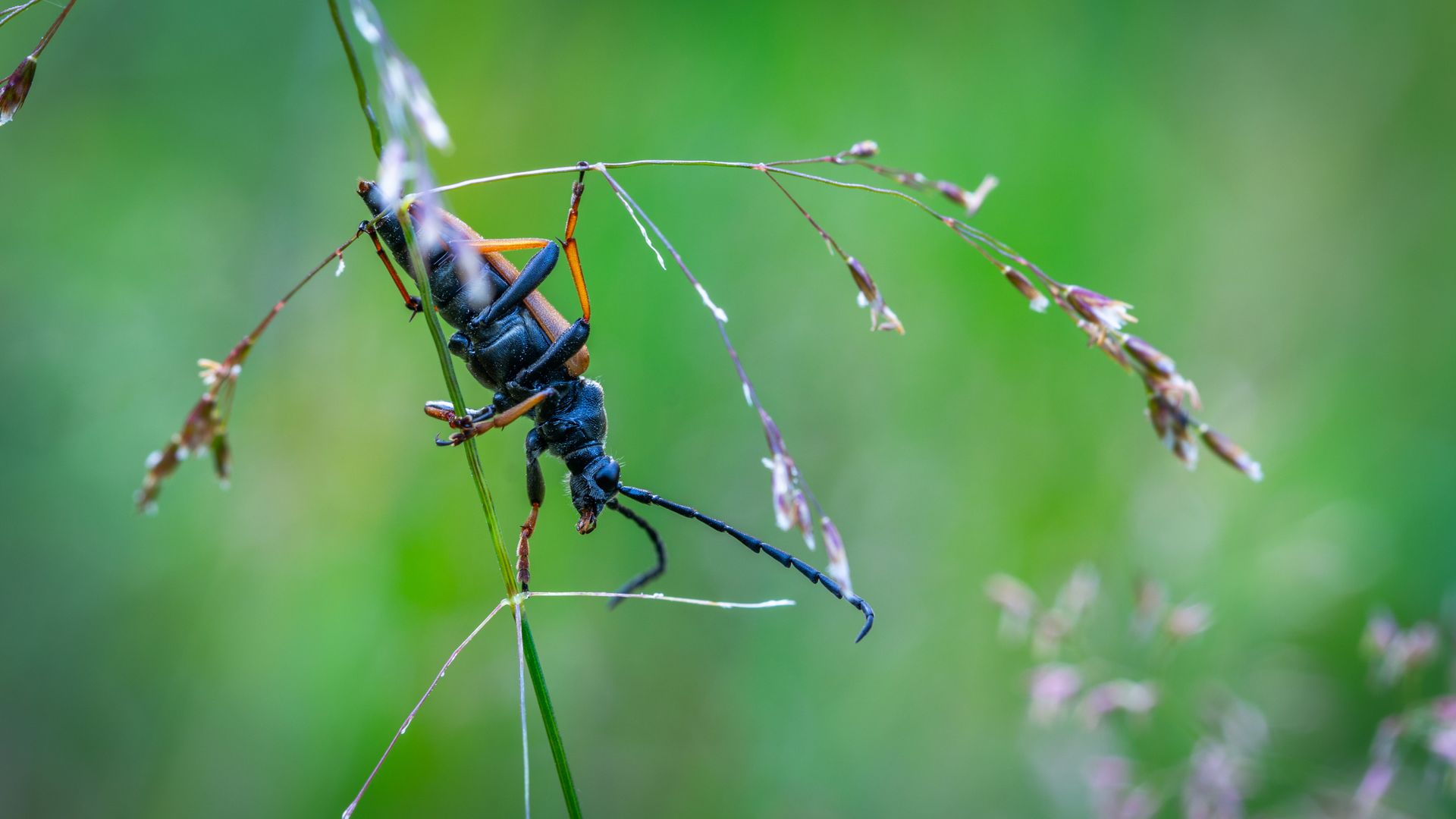 Detailed macro photo of a beetle on grass in a natural setting, highlighting its intricate features.