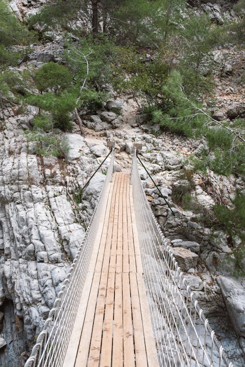 Imagine de stoc gratuită din arbore, fotografiere verticală, natură