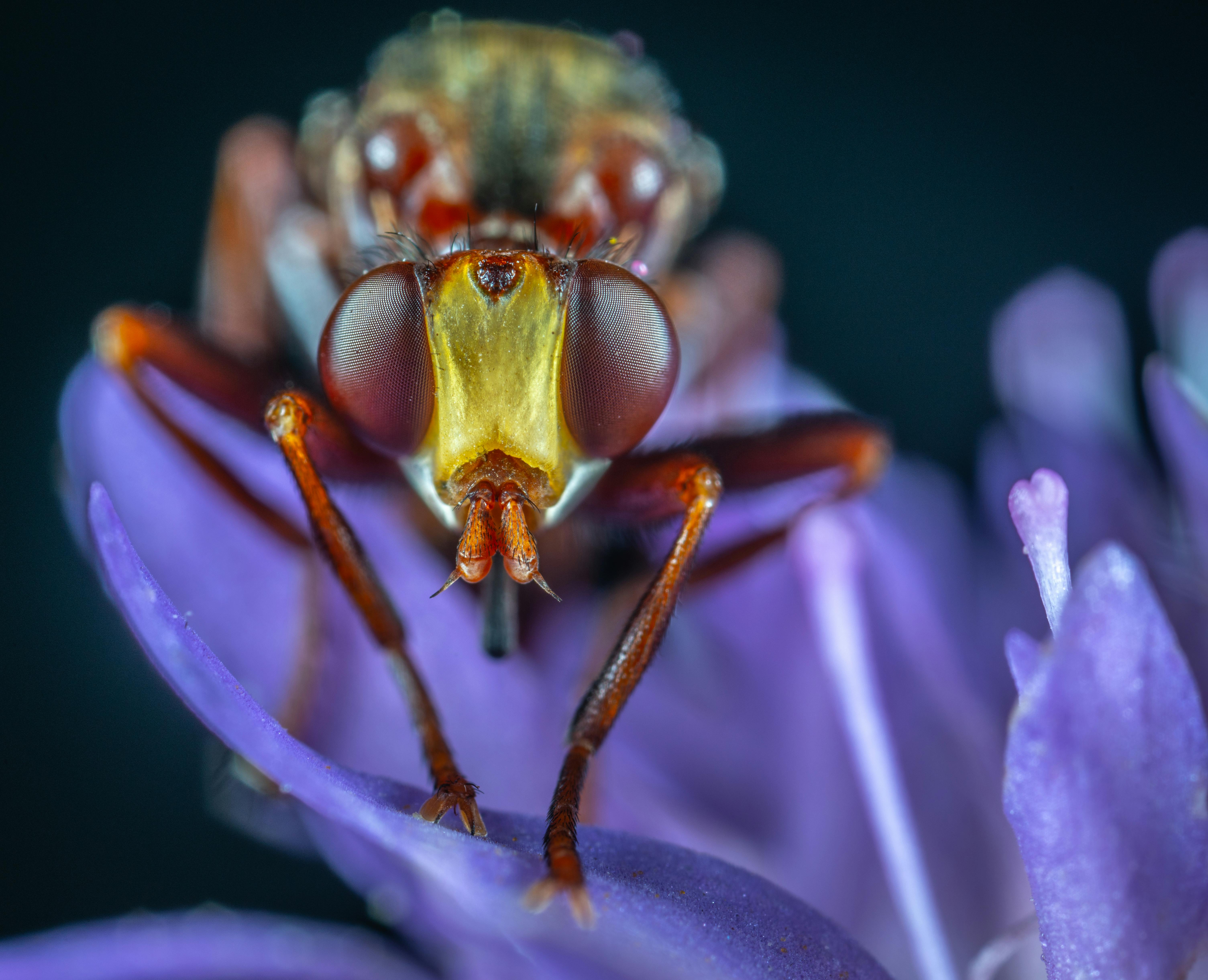 一张特写宏观照片捕捉到一只苍蝇栖息在充满活力的紫色花瓣上