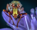 一张特写宏观照片捕捉到一只苍蝇栖息在充满活力的紫色花瓣上