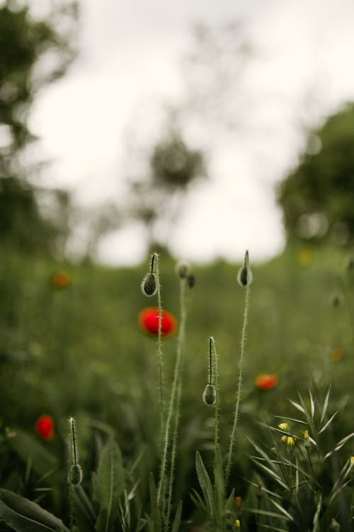 Darmowe zdjęcie z galerii z flora, łąka, natura