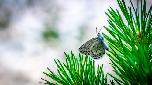免费 常见的蓝色蝴蝶，栖息在选择性聚焦摄影的松树上 素材图片
