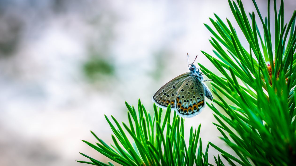 Common Blue Butterfly Perching On Pine Tree In Selective Focus Photography