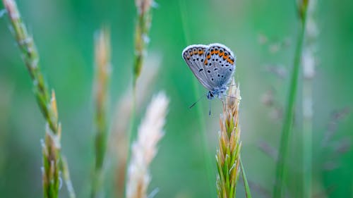 Common Blue Butterfly Perched On Grass Close-up Photo