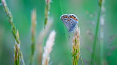 普通蓝蝴蝶栖息在草地上的特写镜头，背景模糊