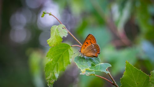 Close-Up Photo of Butterfly Perched On Leaf