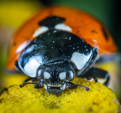 Orange Und Gelber Käfer