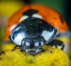 瓢虫在黄色花朵上的特写，展现了复杂的细节与鲜艳的色彩