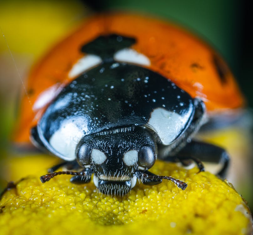 Orange ladybug means good luck