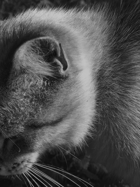 Fotomural Un primer plano detallado en blanco y negro de la cara de un gato que resalta la textura de su pelaje.