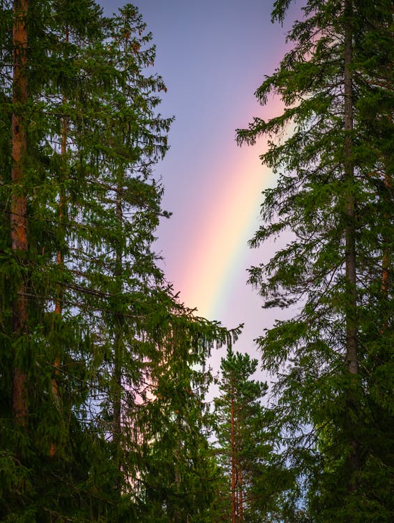 Free Photo Of Trees And Rainbow Stock Photo