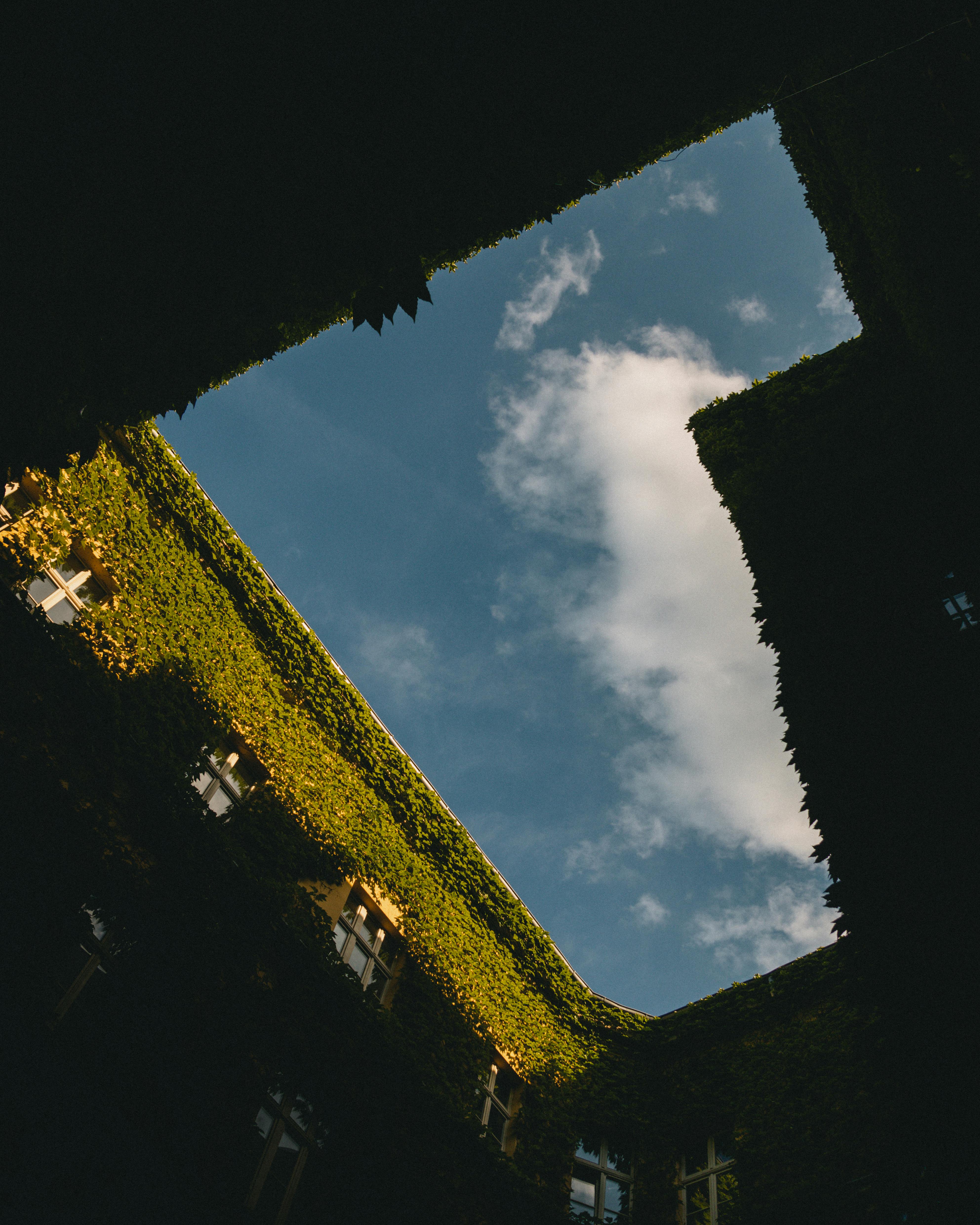 Low angle shot of an ivy-covered courtyard framing a clear summer sky in Wrocław, Poland.