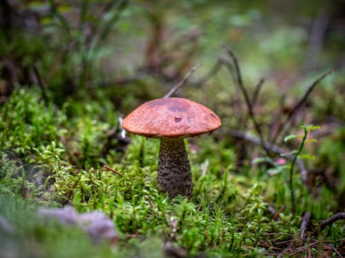 免费 棕色蘑菇的选择性聚焦摄影 素材图片