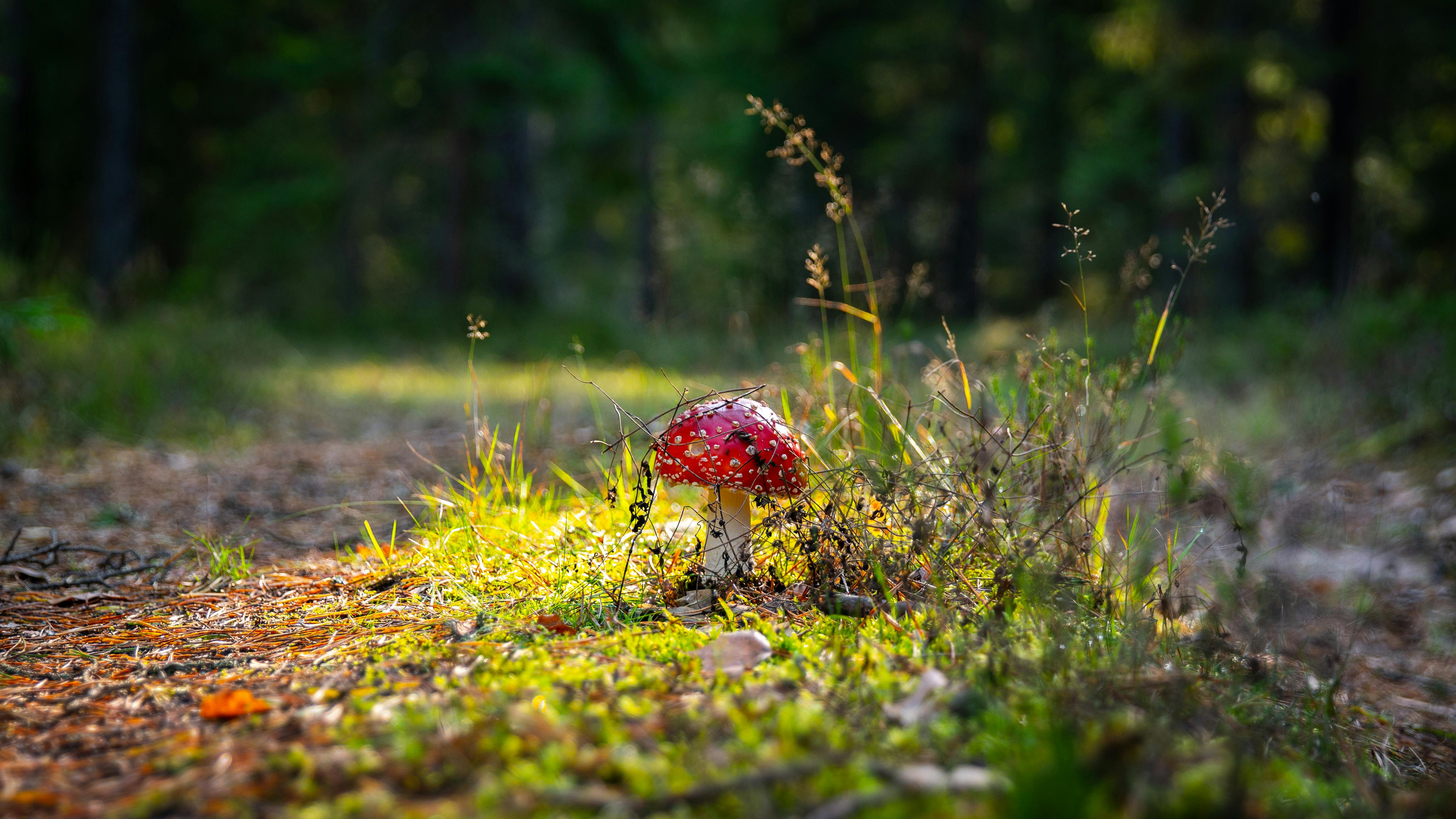 photo of red mushroom