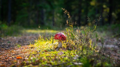 Free Photo of Red Mushroom Stock Photo
