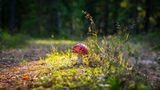 郁郁葱葱的森林中，充满活力的毒蘑菇特写镜头