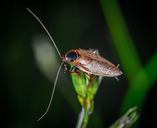 Free Detailed macro shot of a cockroach perched on a plant in a natural environment. Stock Photo