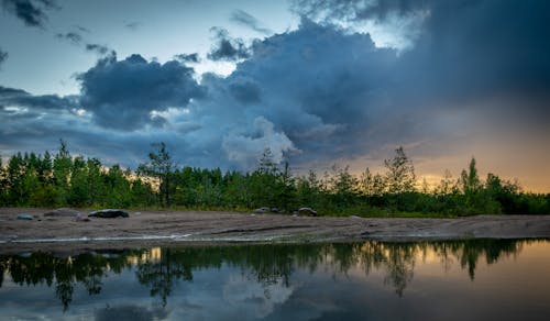 Trees Under White Clouds