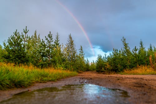 Green Leafed Trees Below Rainbow