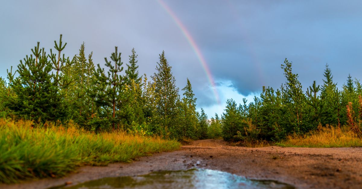 Couleurs Arc-en-Ciel : Guide Déco Complet