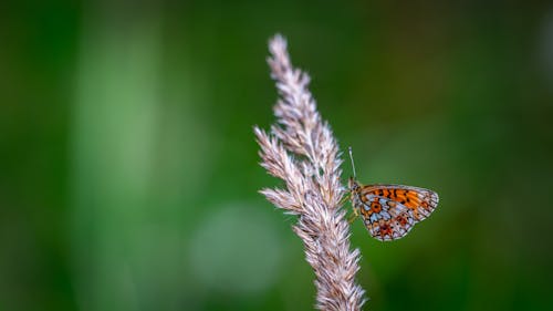 Free Black and Red Butterfly Perching on Plant Selective Focus Photography Stock Photo