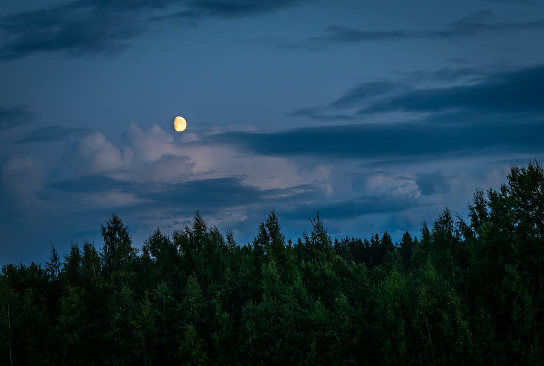 夜の森の上の月 無料の写真素材