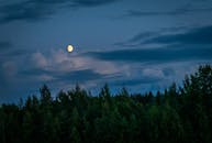 月光普照、宁静的多云夜空下，森林场景捕捉到了大自然的本质