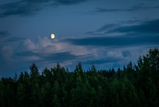 月光普照、宁静的多云夜空下，森林场景捕捉到了大自然的本质