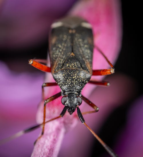 Free Black Bug in Macro Photography Stock Photo