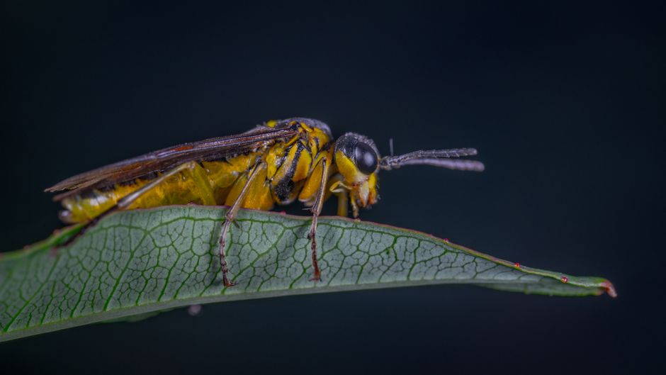 Tag Insect Macro Shot Yellow and Green Insect · Free Stock Photo