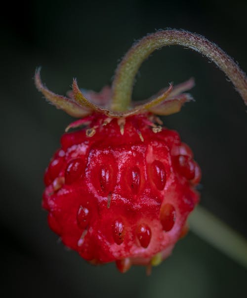 Kırmızı Berry Meyvesi Yakın çekim Fotoğrafçılığı