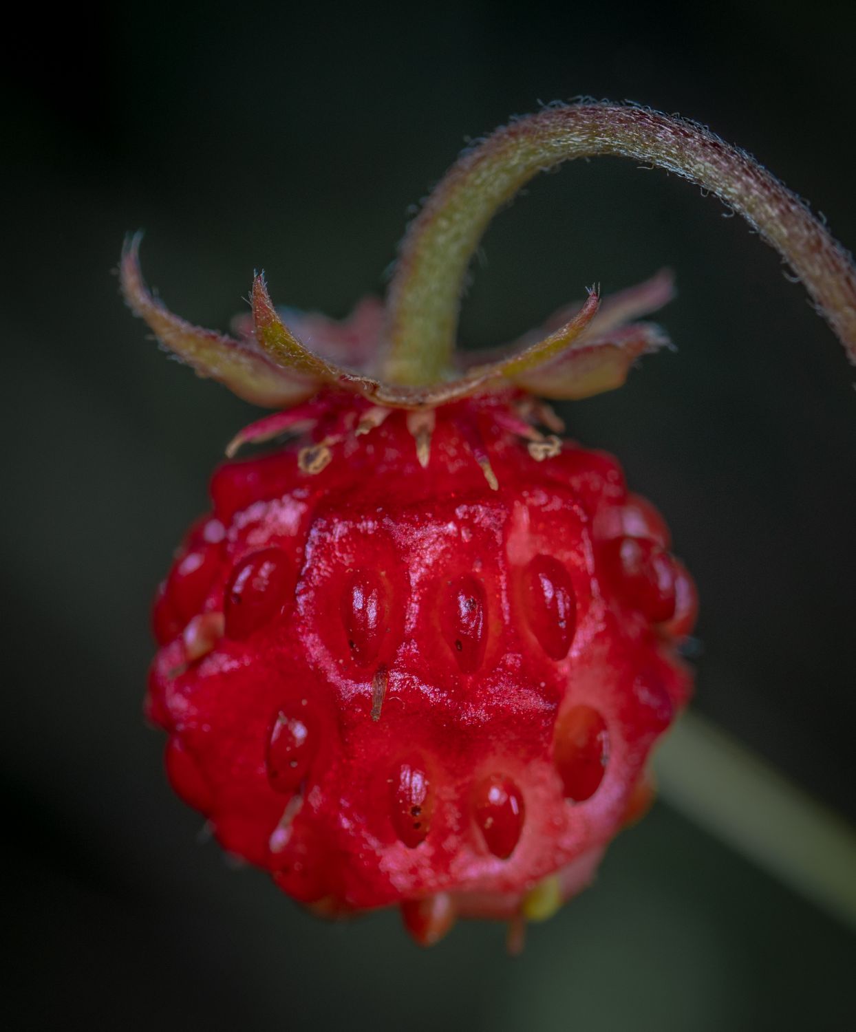 Random Berry Close-up Photography Of Red Berry Fruit · Free Stock Photo