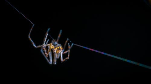 Коричневый паук в сети в селективной фотографии