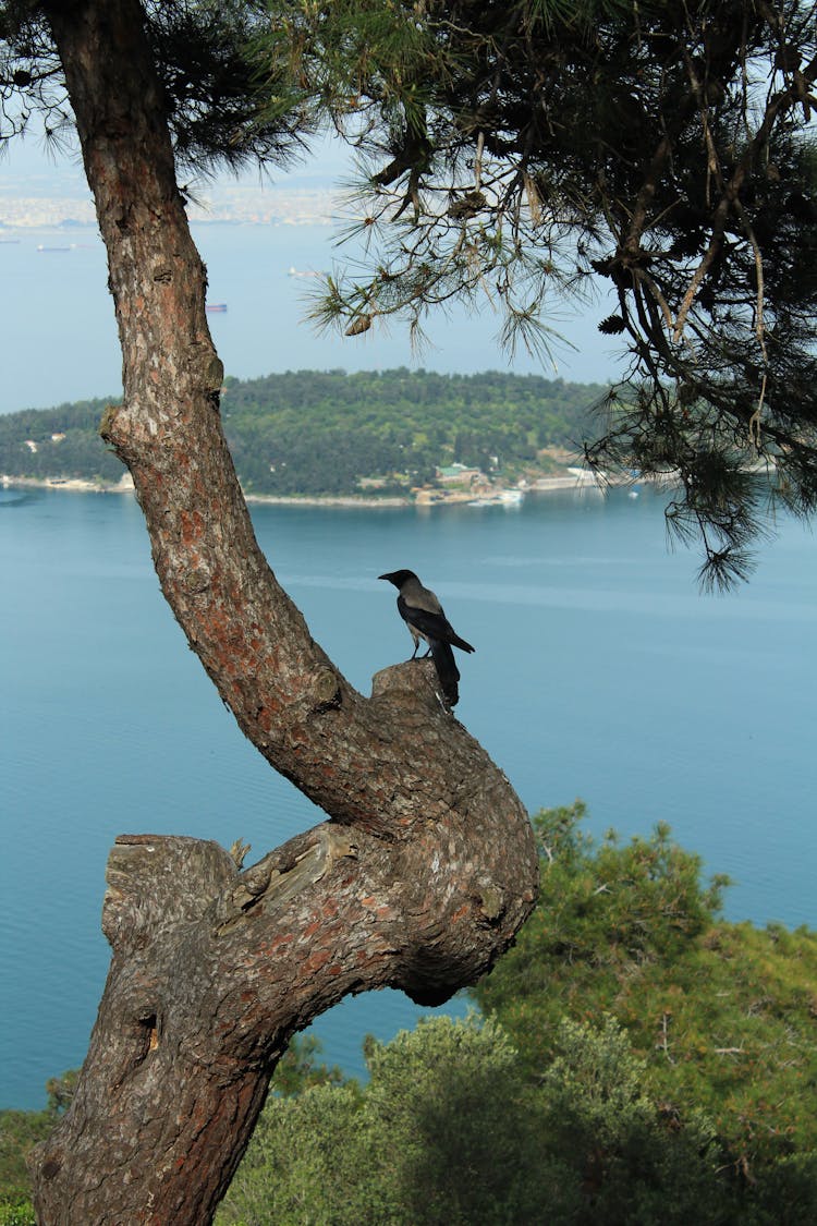 Crow On Tree