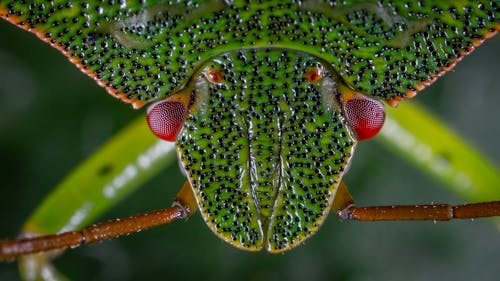 緑のカメムシのクローズアップ写真