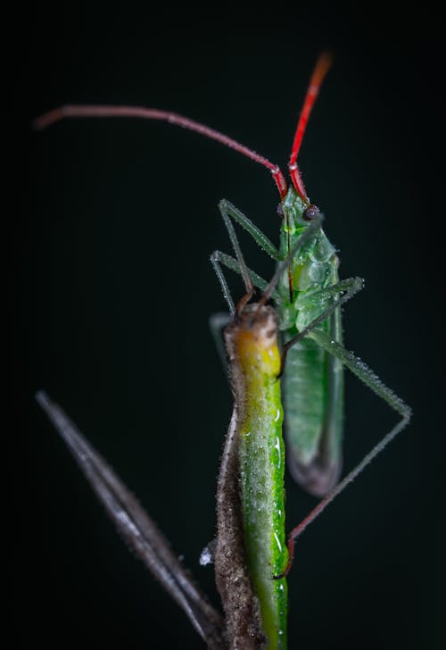 grátis Bug Verde Em Fotografia De Close Up Foto profissional
