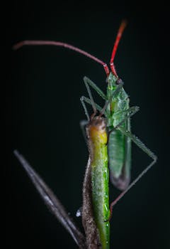 深色背景下的特写宏观图像，展示了一只绿色昆虫，其植物茎上长有红色触角