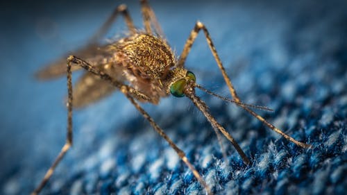 Free Macro Photo of a Brown Mosquito Stock Photo