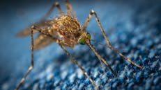 一张蓝色背景上蚊子的复杂宏观照片，突出了它的特征