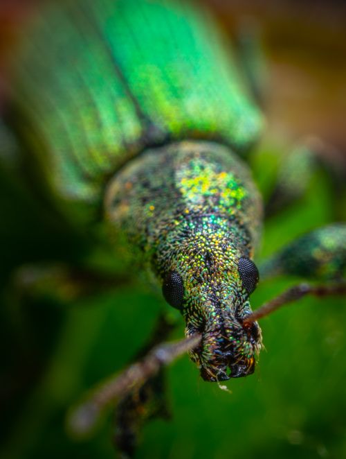 Free Detailed macro photography of a shiny green weevil on a leaf showcasing its texture and color. Stock Photo