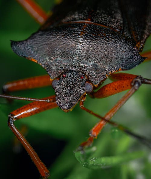 Foto Close Up Kumbang Coklat