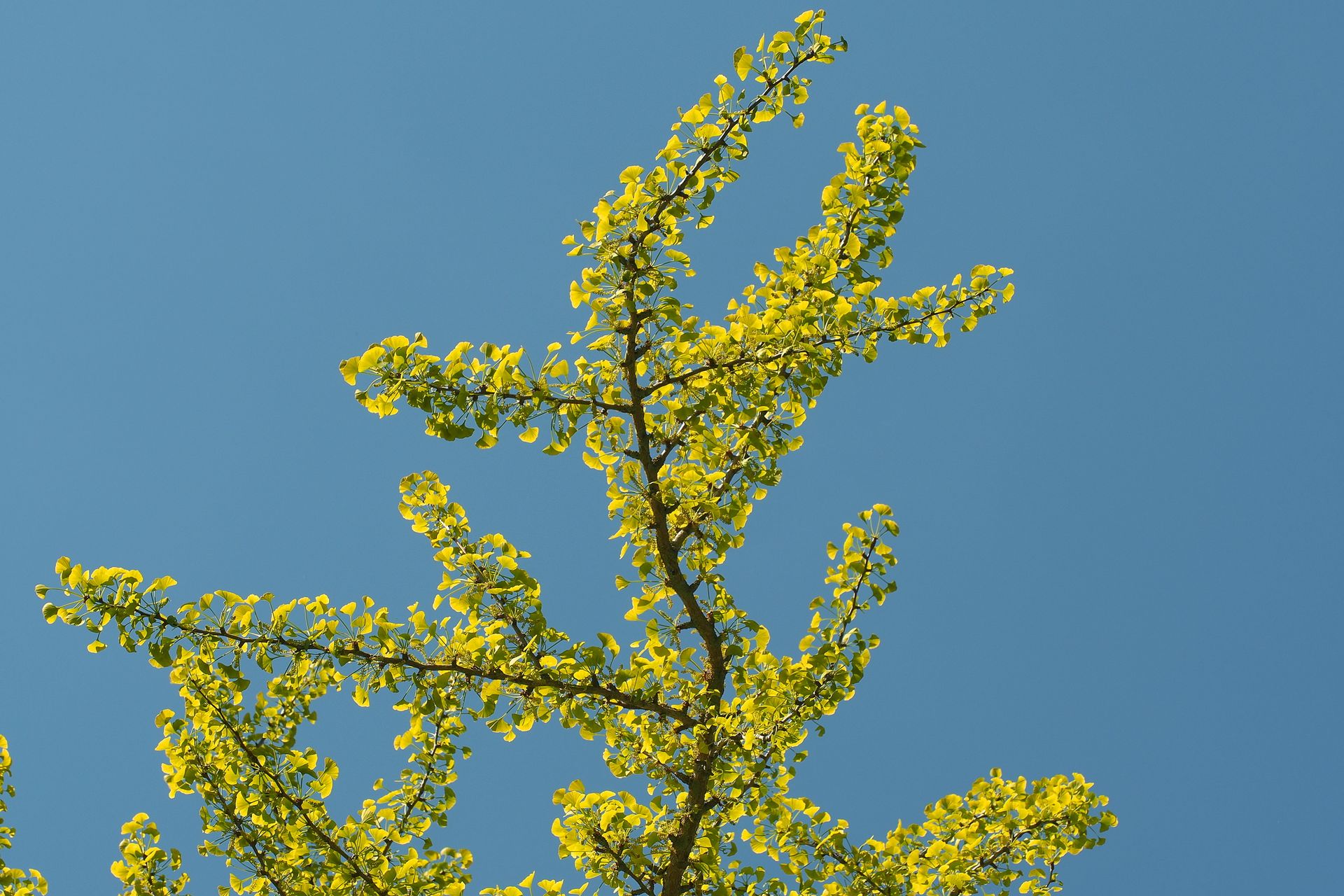 Bright green Ginkgo biloba leaves on branches under a clear blue sky, symbolizing nature and tranquility.