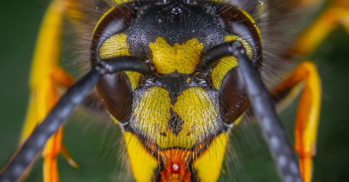 Macro Photography Of Wasp Free Stock Photo macro-photography-of-wasp-free-stock-photo