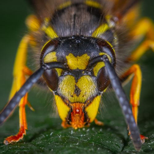 Free Close-up macro photograph of a yellow and black wasp focusing on its detailed features. Stock Photo