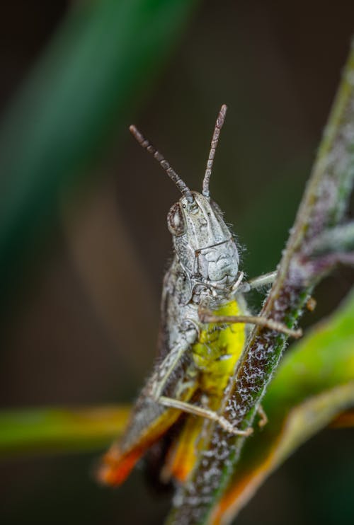 Close-up Photo Of Insect