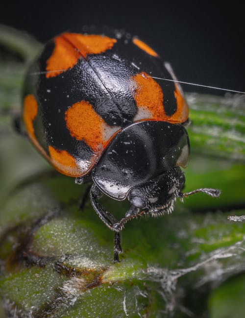 Black and Orange Beetle