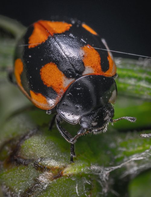 Free Detailed macro shot of a Harlequin ladybug on a green leaf, with vibrant orange and black colors. Stock Photo